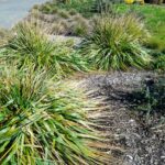 Calamagrostis nutkaensis 'The King' - Pacific reed grass