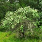 Viburnum ellipticum - western viburnum