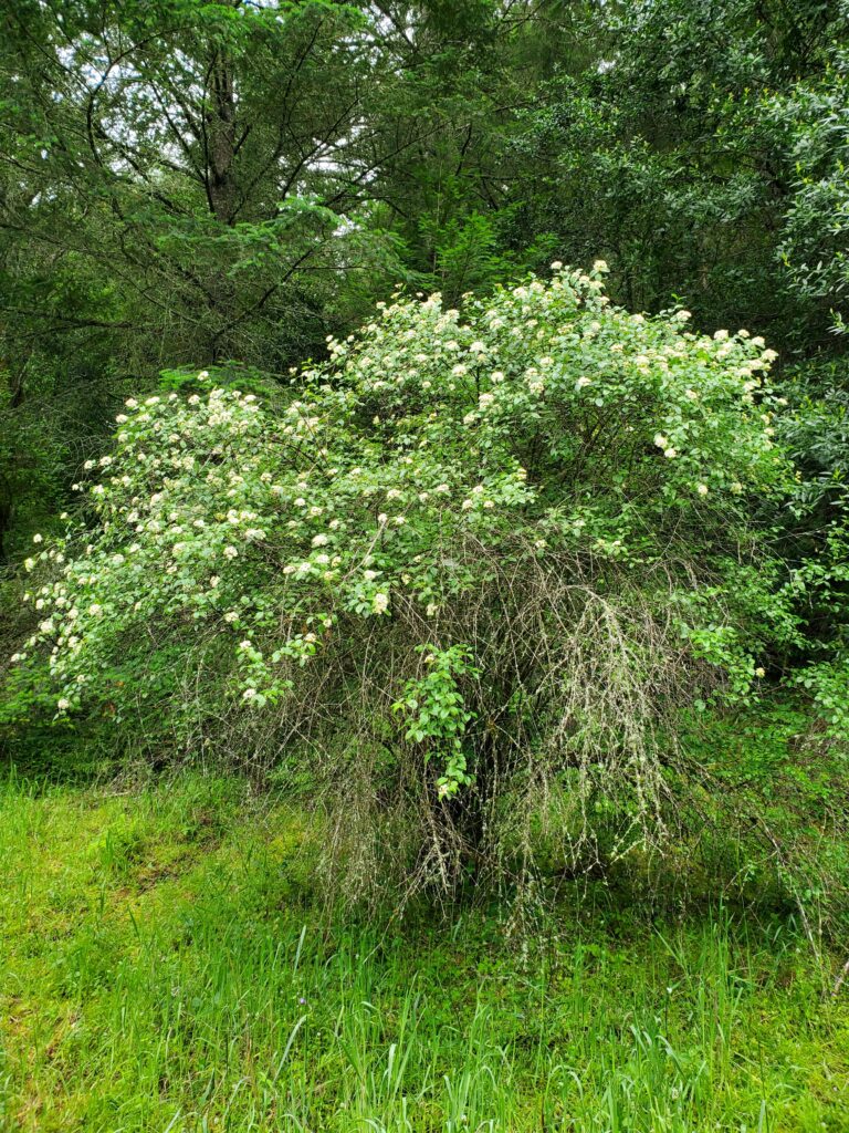 Viburnum ellipticum - western viburnum