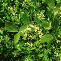 Ptelea crenulata