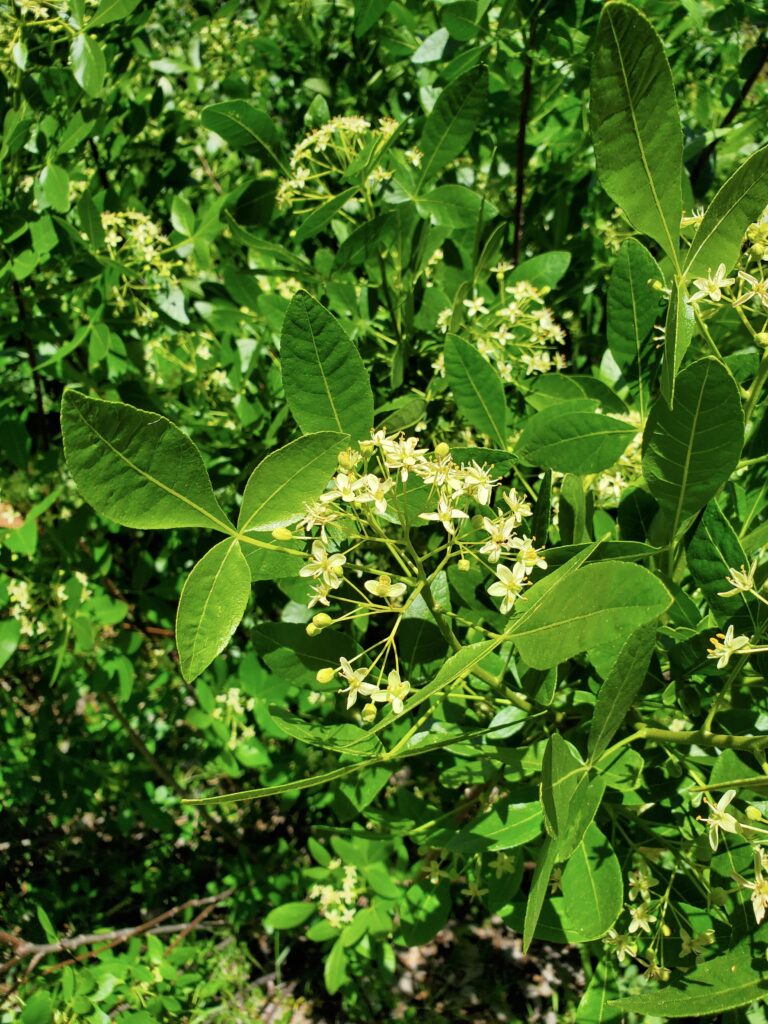 Ptelea crenulata - California hoptree