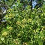 Ptelea crenulata - California hoptree