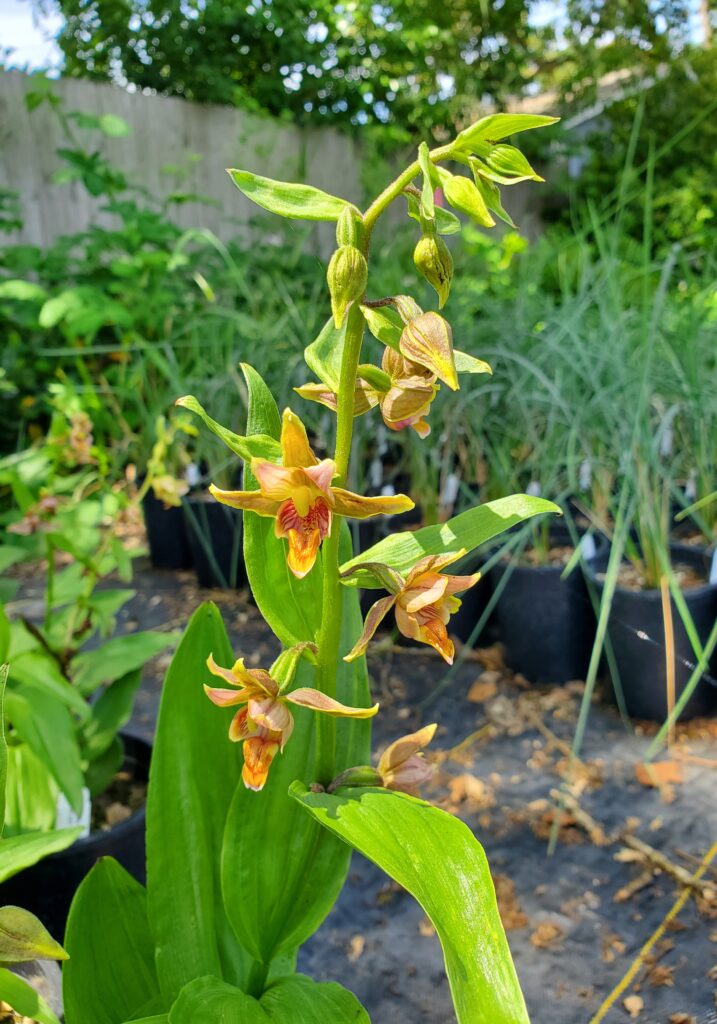 Epipactis gigantea - stream orchid