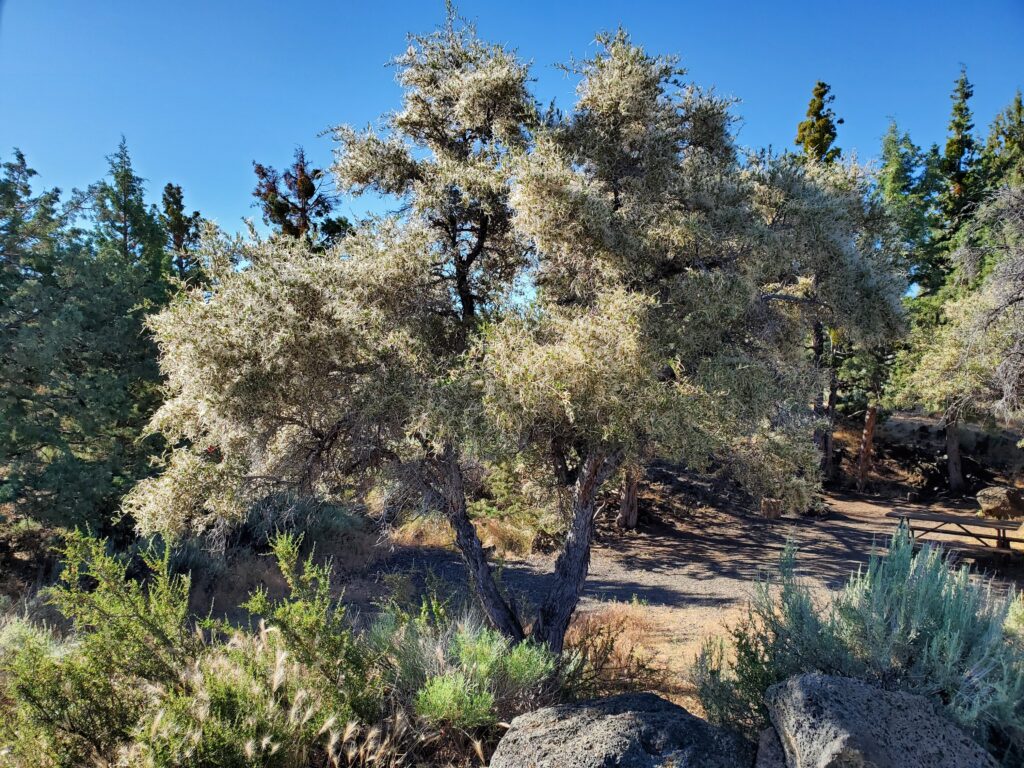 Cercocarpus ledifolius - curl-leaf mountain mahogany