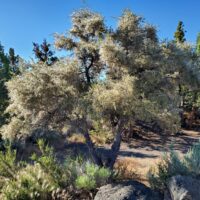 Cercocarpus ledifolius