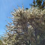 Cercocarpus ledifolius - curl-leaf mountain mahogany