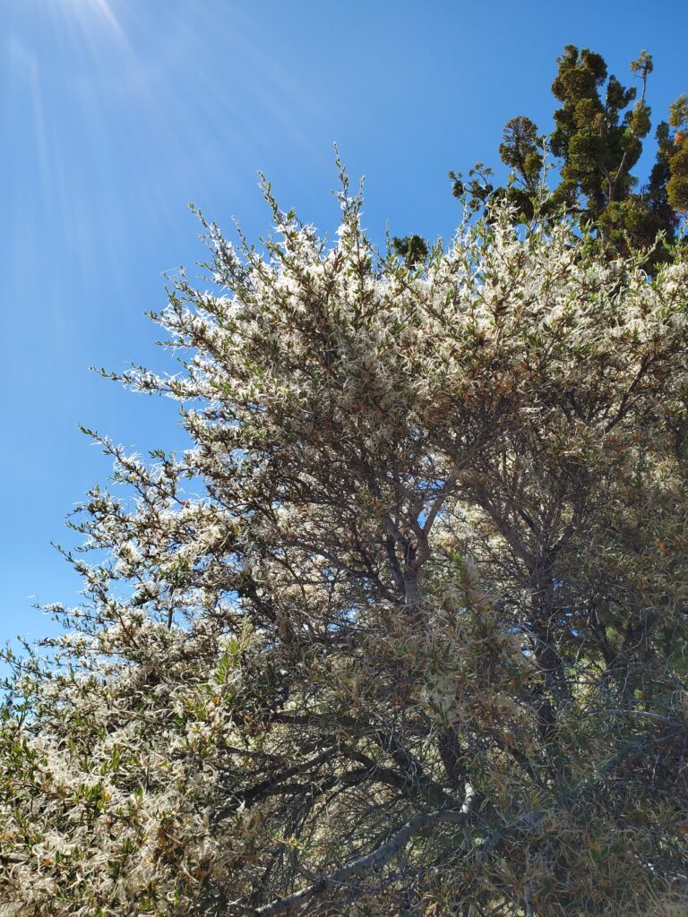 Cercocarpus ledifolius - curl-leaf mountain mahogany
