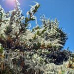 Cercocarpus ledifolius - curl-leaf mountain mahogany