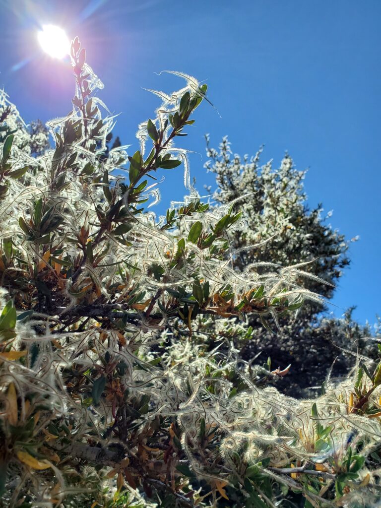 Cercocarpus ledifolius - curl-leaf mountain mahogany