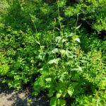 Rudbeckia occidentalis - Western coneflower