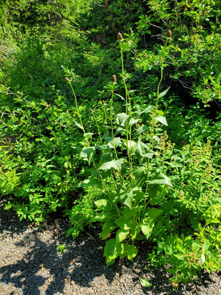 Rudbeckia occidentalis - Western coneflower