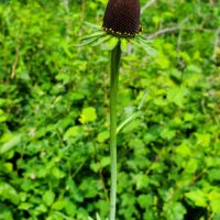Rudbeckia occidentalis - Western coneflower