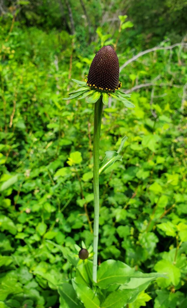 Rudbeckia occidentalis - Western coneflower