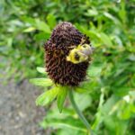 Rudbeckia occidentalis - Western coneflower