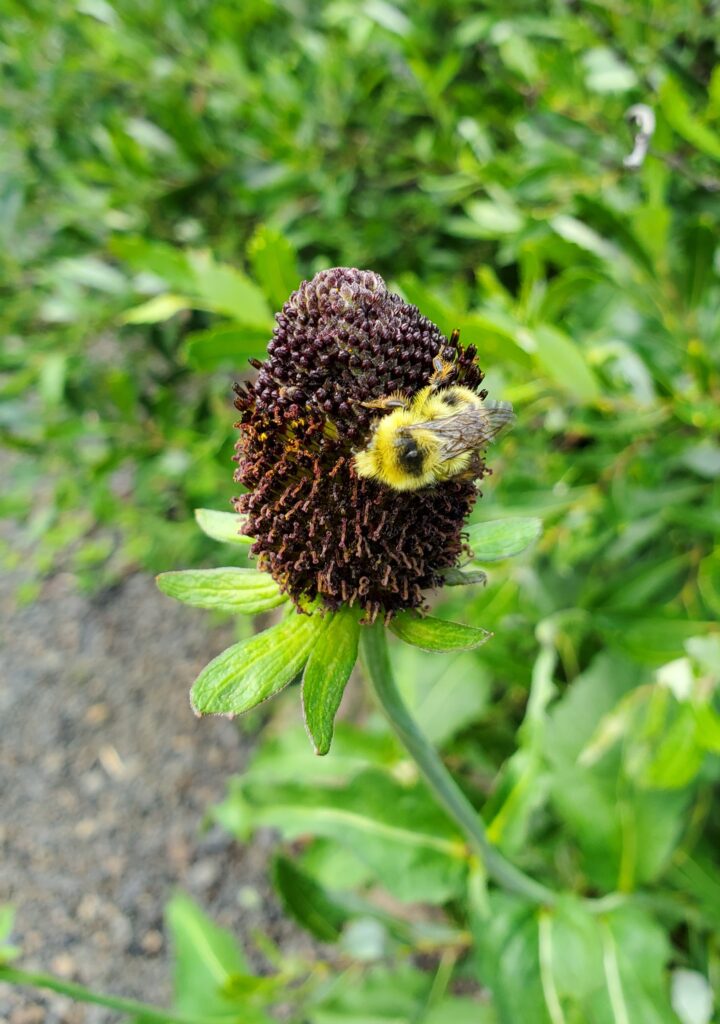 Rudbeckia occidentalis - Western coneflower