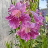 Chilopsis linearis