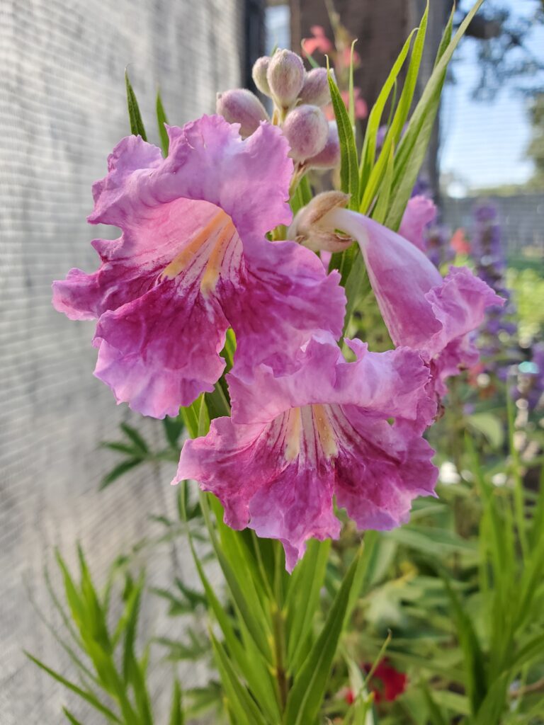 Chilopsis linearis - desert willow
