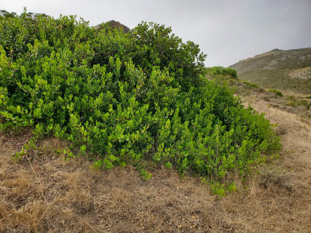Rhus integrifolia - lemonade berry