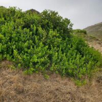 Rhus integrifolia - lemonade berry