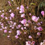 Clarkia rubicunda - ruby chalice clarkia, farewell to spring
