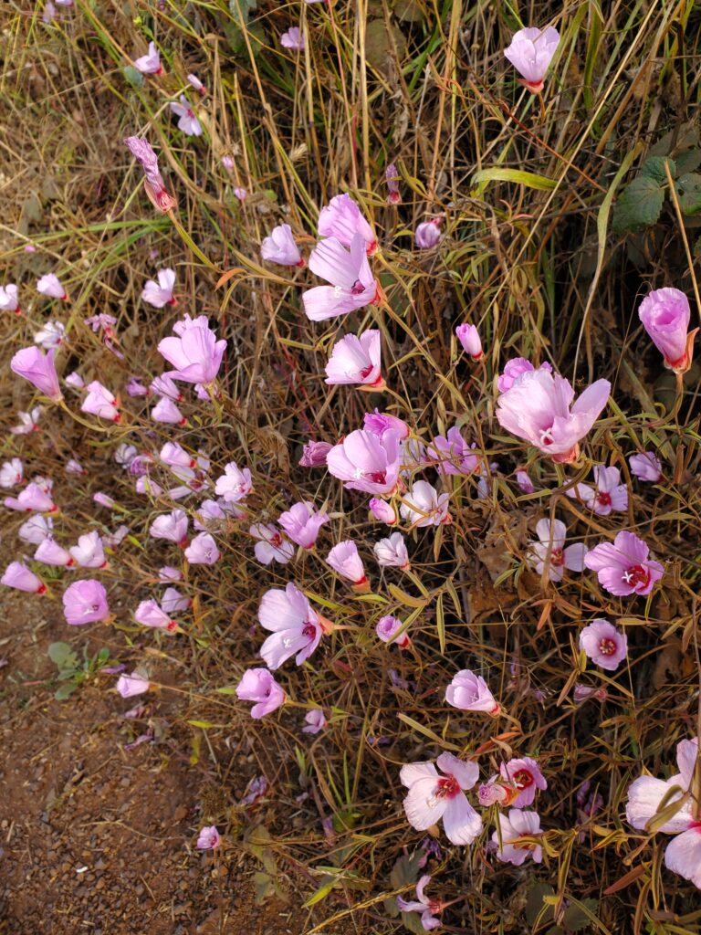Clarkia rubicunda - ruby chalice clarkia, farewell to spring