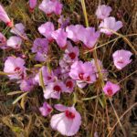 Clarkia rubicunda - ruby chalice clarkia, farewell to spring