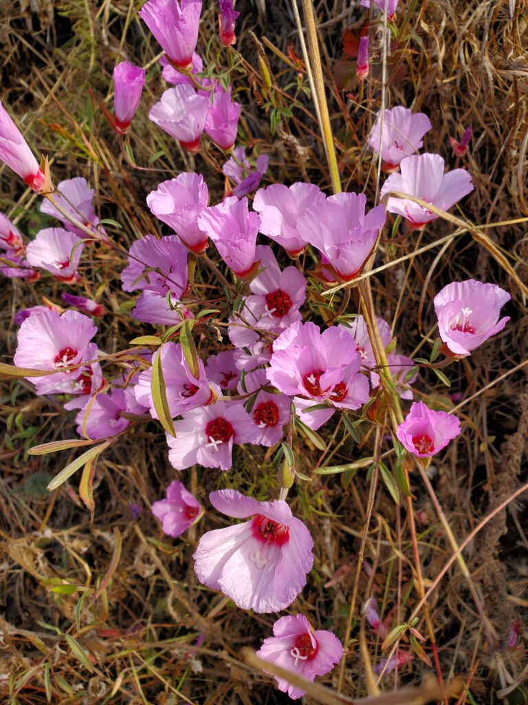 Clarkia rubicunda - ruby chalice clarkia, farewell to spring