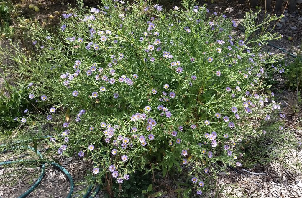 Symphyotrichum (Aster) chilense 'Purple Haze' - California aster