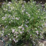 Symphyotrichum (Aster) chilense 'Purple Haze' - California aster