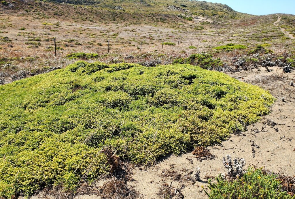 Baccharis pilularis - Bodega Dunes form - prostrate coyote bush