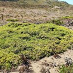 Baccharis pilularis - Bodega Dunes form - prostrate coyote bush