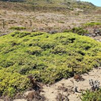 Baccharis pilularis – Bodega Dunes form