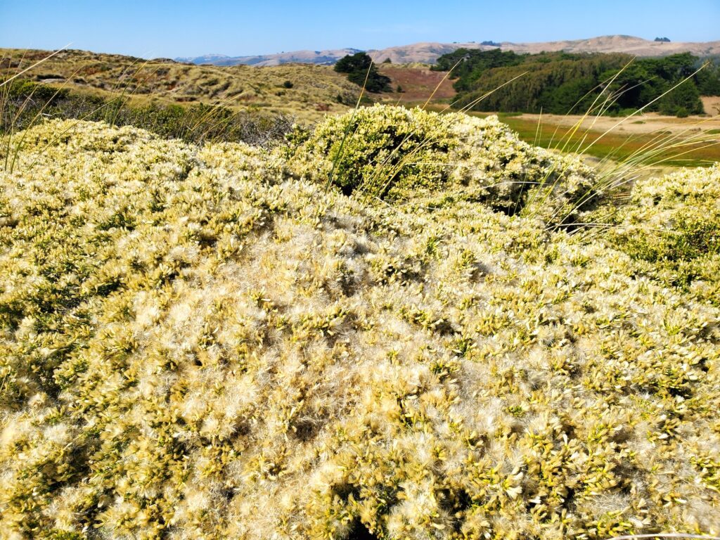 Baccharis pilularis - Bodega Dunes form - prostrate coyote bush