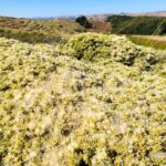 Baccharis pilularis - Bodega Dunes form - prostrate coyote bush