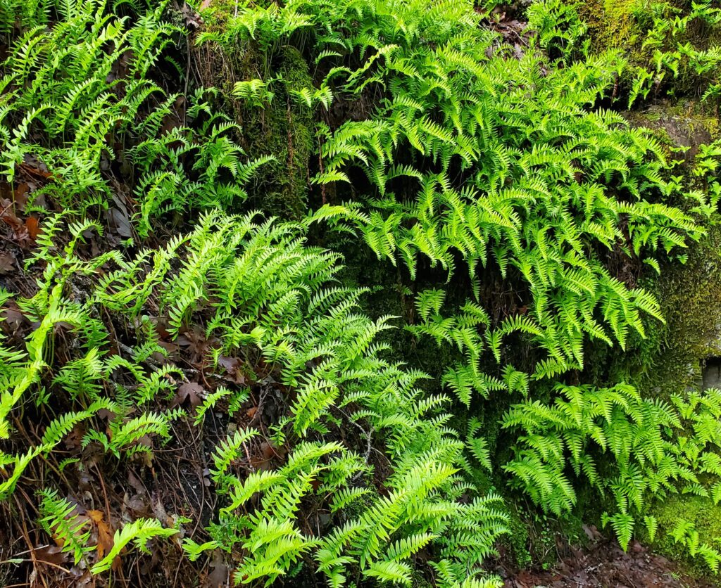 Polypodium californicum - California polypody