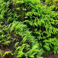 Polypodium californicum