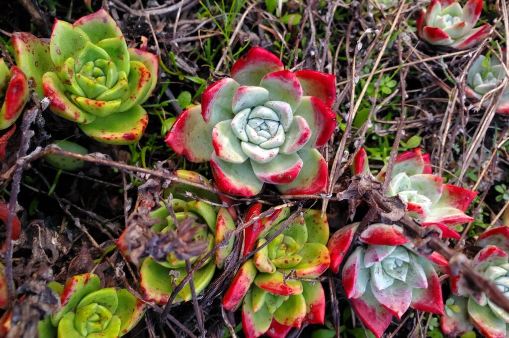 Dudleya farinosa - bluff lettuce