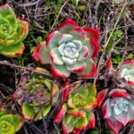 Dudleya farinosa - bluff lettuce