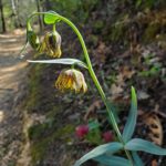 Fritillaria affinis - checker lily