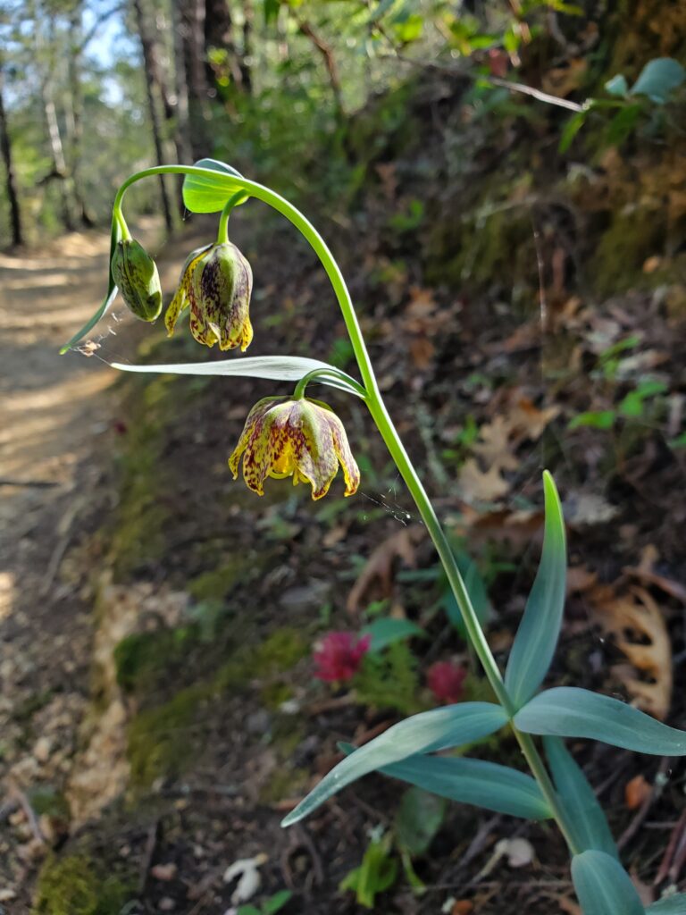 Fritillaria affinis - checker lily