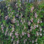 Ribes malvaceum - chaparral currant