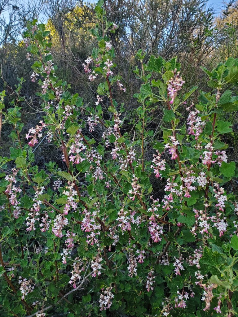 Ribes malvaceum - chaparral currant