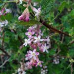 Ribes malvaceum - chaparral currant