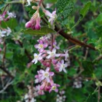 Ribes malvaceum