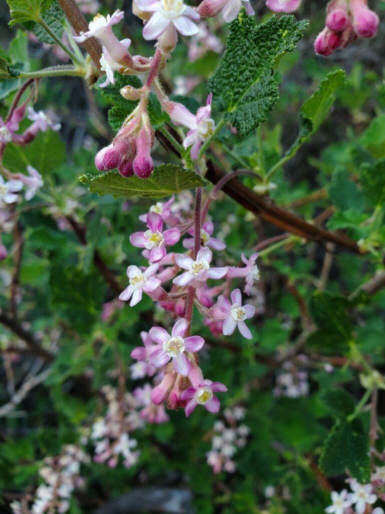 Ribes malvaceum - chaparral currant