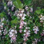 Ribes malvaceum - chaparral currant