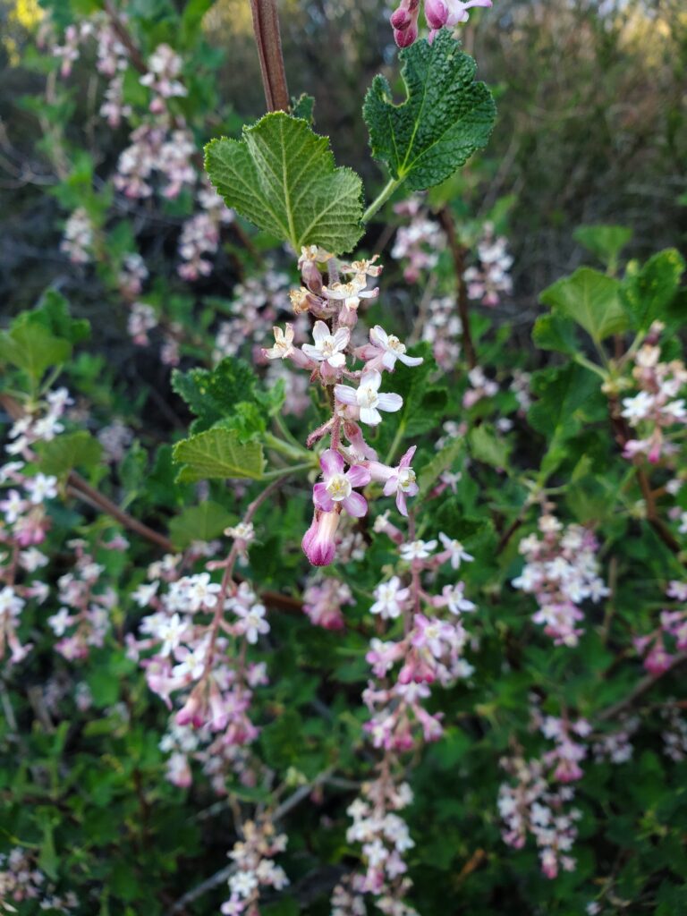 Ribes malvaceum - chaparral currant