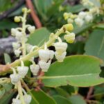 Arbutus menziesii - Pacific madrone