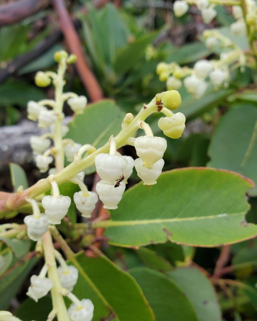 Arbutus menziesii - Pacific madrone