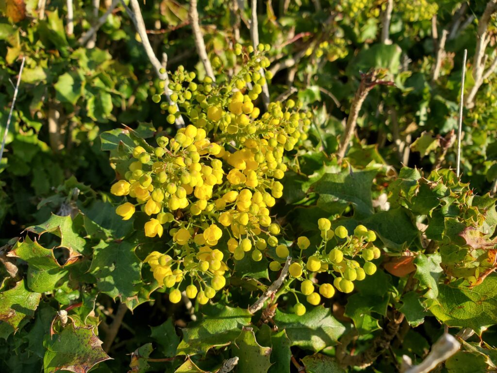 Berberis (Mahonia) pinnata - California barberry, shiny leaf mahonia